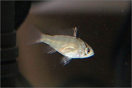ジャーマンラミレジィ 稚魚