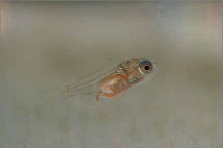 ジャーマンラミレジィ 稚魚