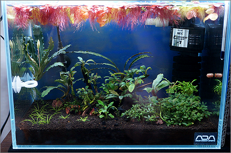 ミニs ブセエビ水槽 118日目 赤い浮き草 熱帯魚 再び