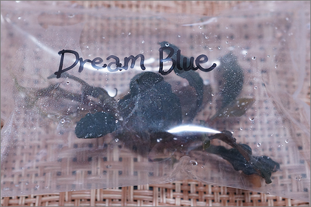 ブセファランドラsp. Dream Blue
